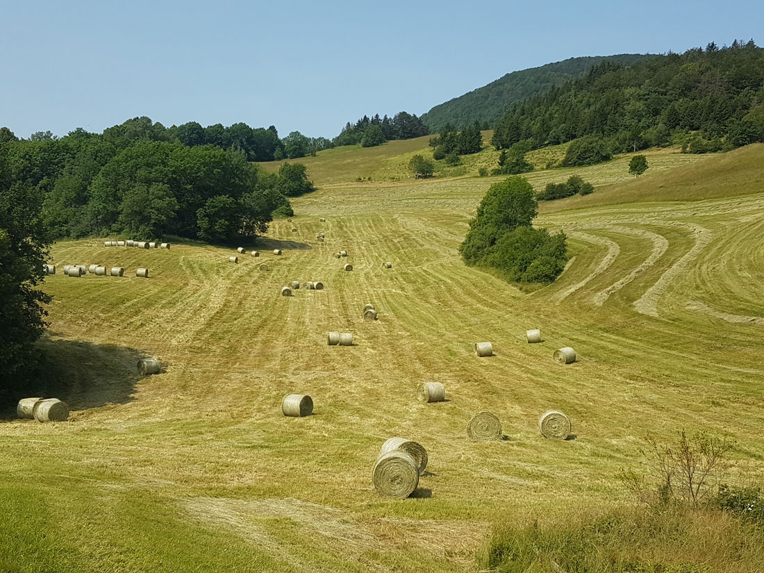 Foins champfromier 2023