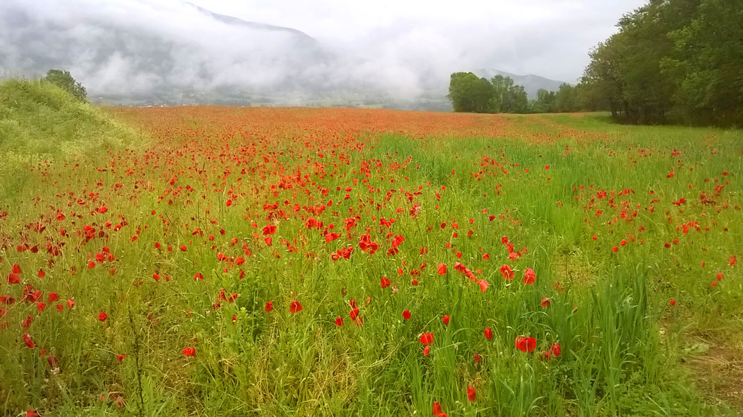coquelicots