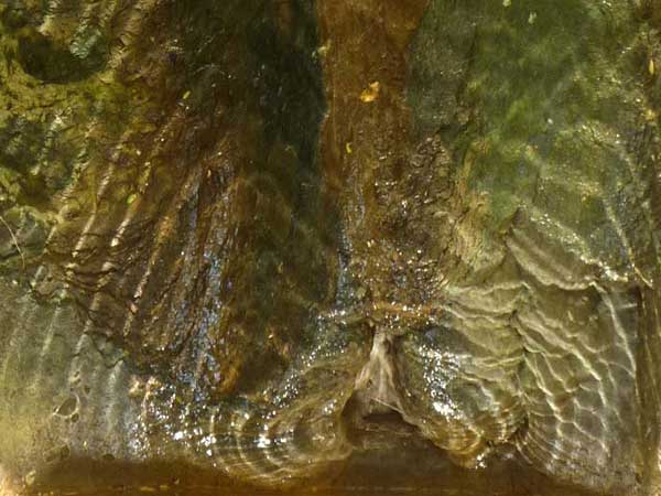 Griffon de Champfromier