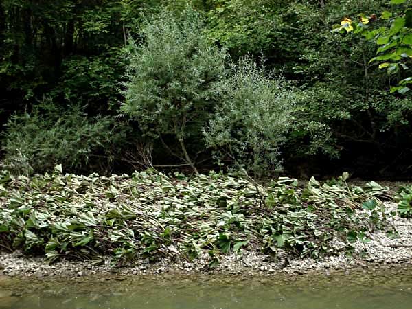 Photo &copy; G. Lancel