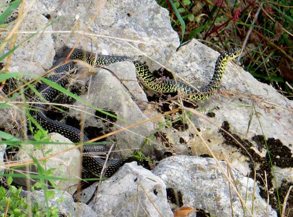 couleuvre verte et jaune