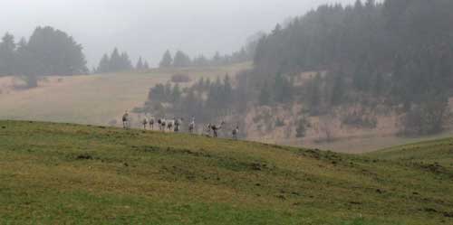 Grues cendr&eacute;es 3