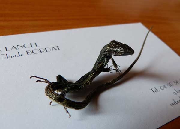 L&eacute;zard momifi&eacute;