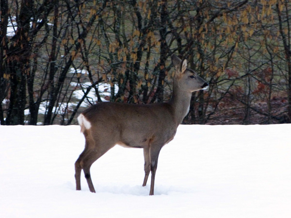 Chevreuil &agrave; la Chandelette