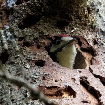 Pic &eacute;peiche oisillon