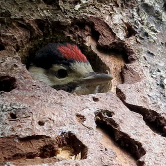 Pic épeiche oisillon