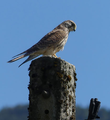 Faucon p&egrave;lerin