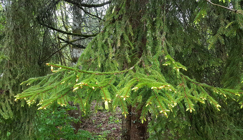 Bourgeons de sapins