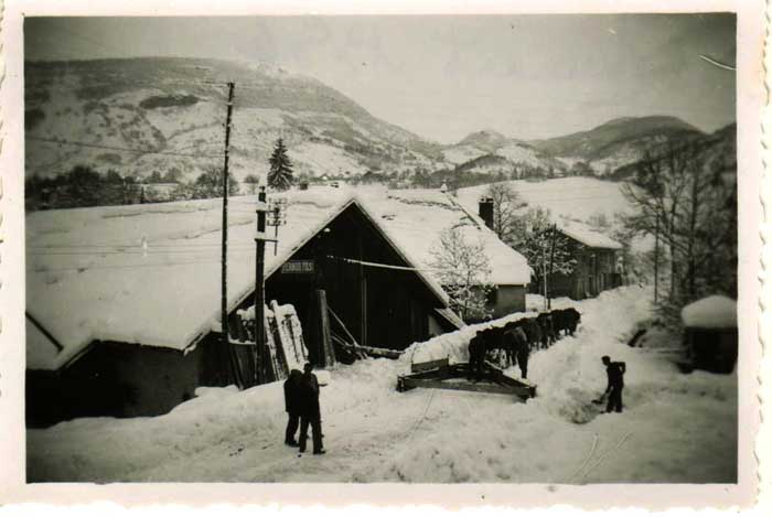 Les bœufs déneigent au Pont d'Enfer