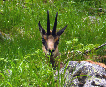 Chamois
