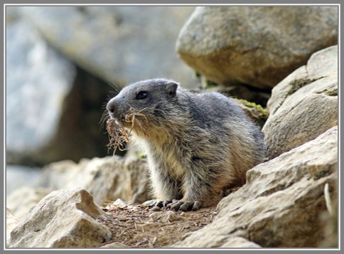 Marmotte