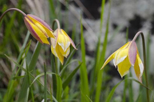 Tulipes