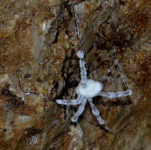 Giron, galerie de la Chèvre